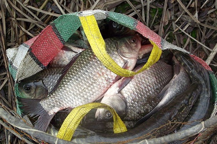 Halat akartak lopni, de ők akadtak horogra 